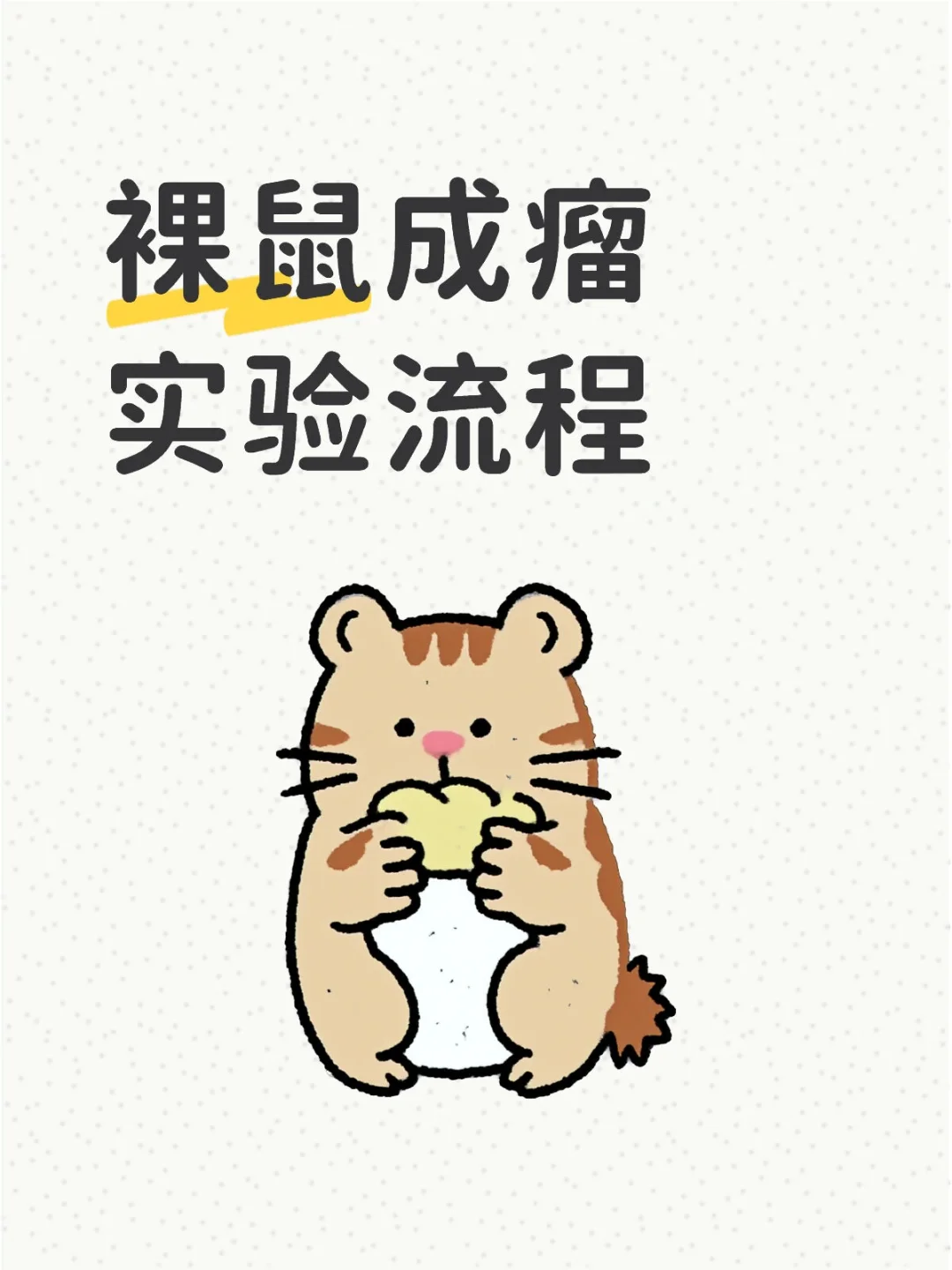 裸鼠成瘤实验流程