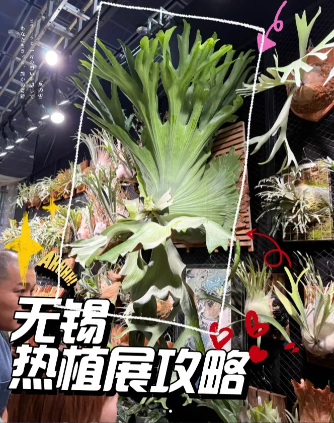 2025无锡热植物展攻略