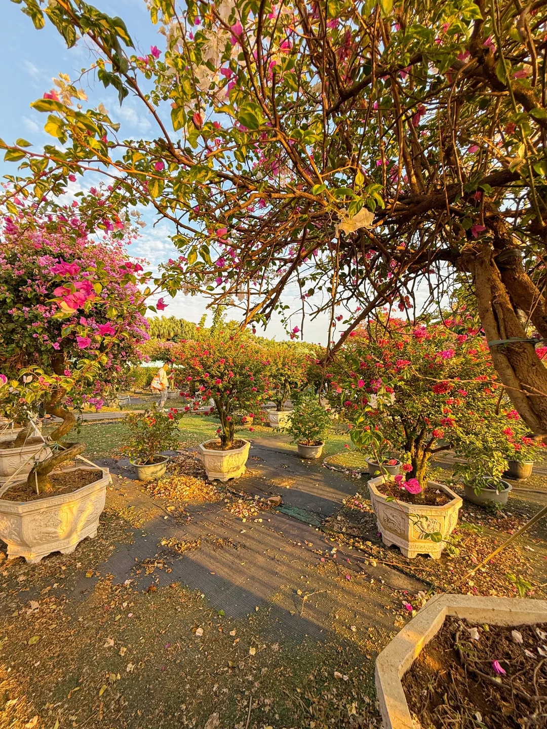 秋日氛围感天花板?西江花洲拍照+蝴蝶兰展