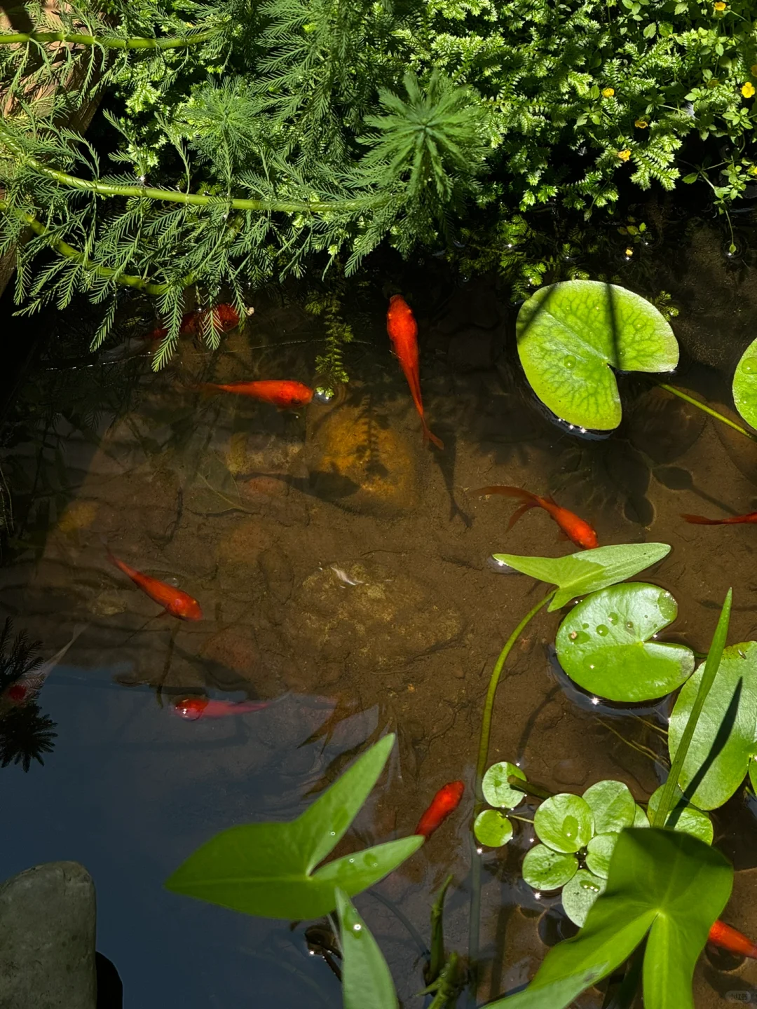 没有过滤器的鱼池也变清澈了，分享方法?