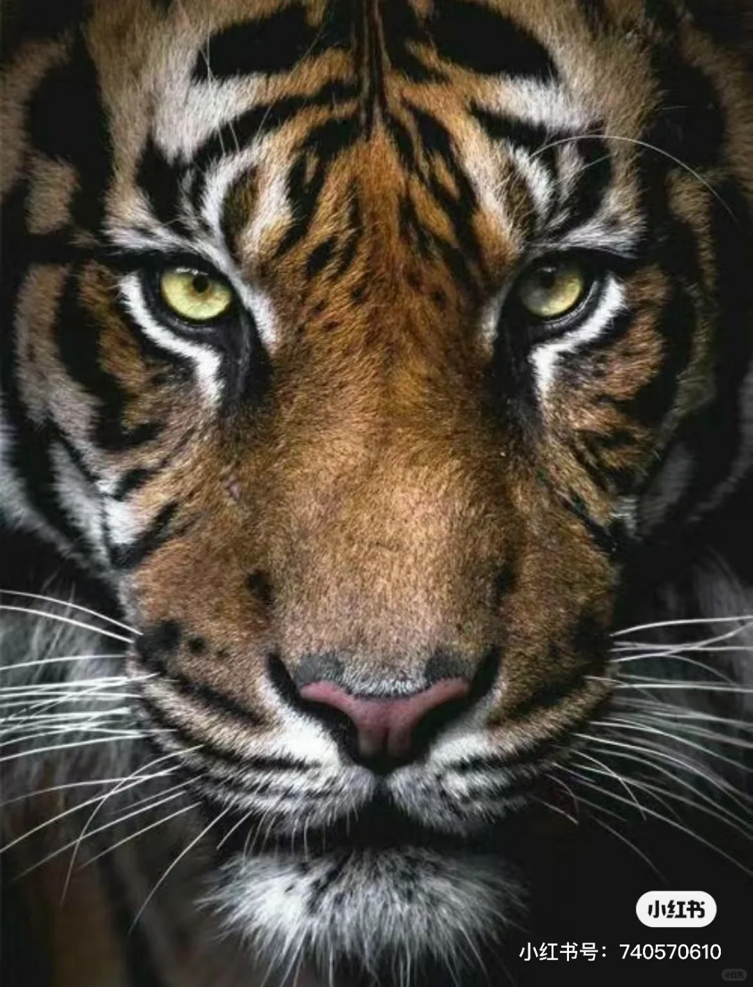 气虚气郁之人自我疗愈，多看虎虎吧