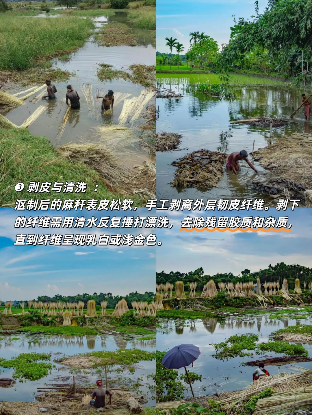 黄麻“变形记”|黄麻从收割到成品的全流程揭