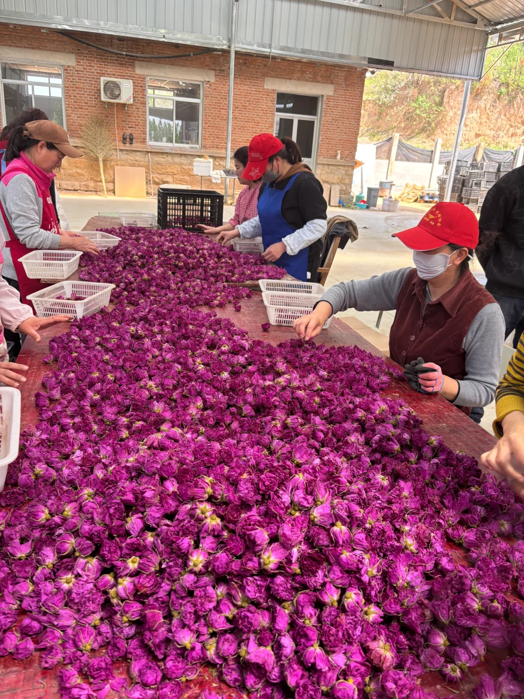 探秘玫瑰花工厂|99%人不知道的真空玫瑰