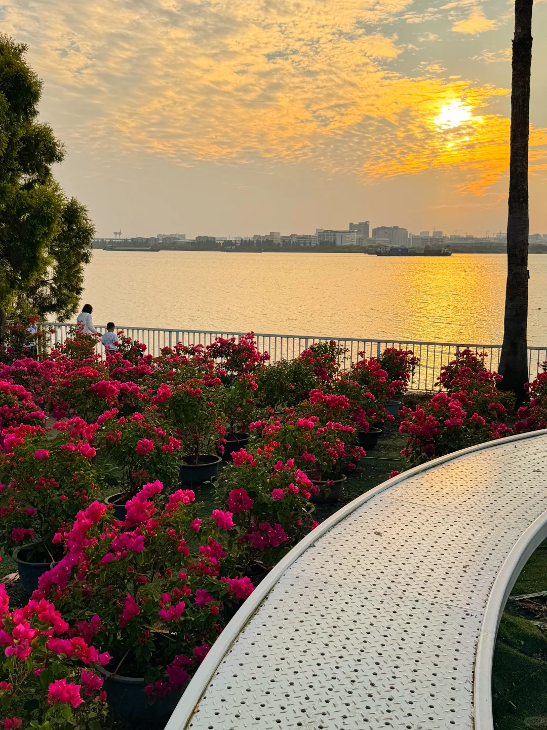 秋日氛围感天花板?西江花洲拍照+蝴蝶兰展