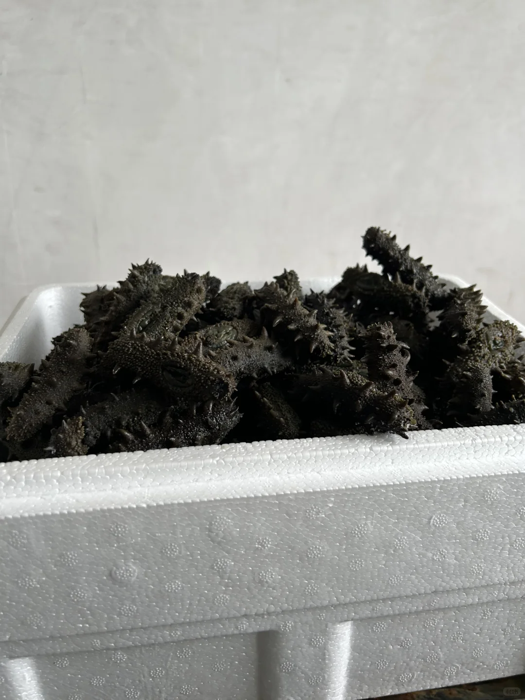 ✨ 大连海参人工养殖基地