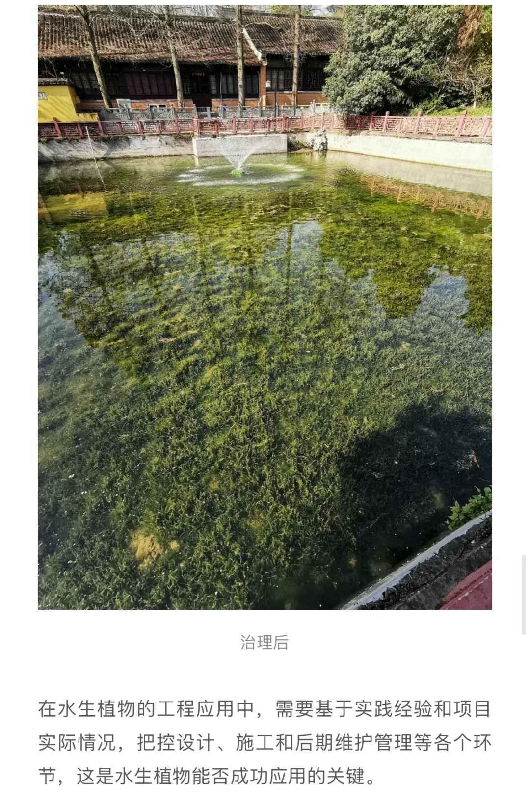 水生植物在水生态修复中的应用问题……