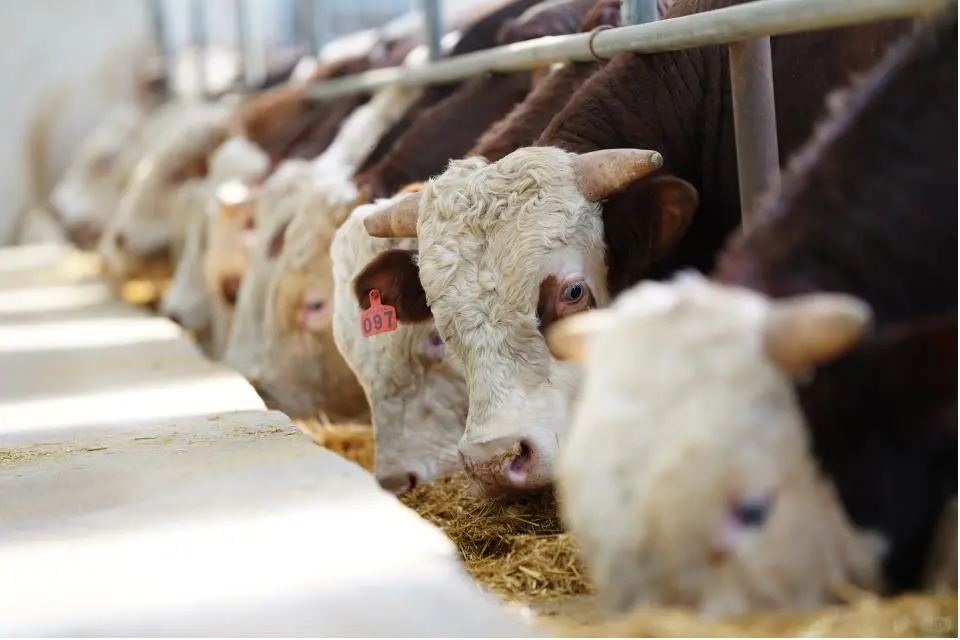 不是所有的牛肉都叫源牛泾源黄牛肉