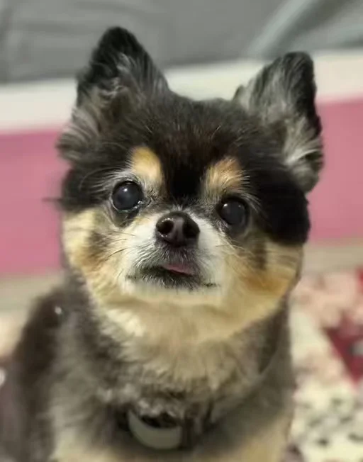 追星党狂喜!明星周边定制被这家厂封神?