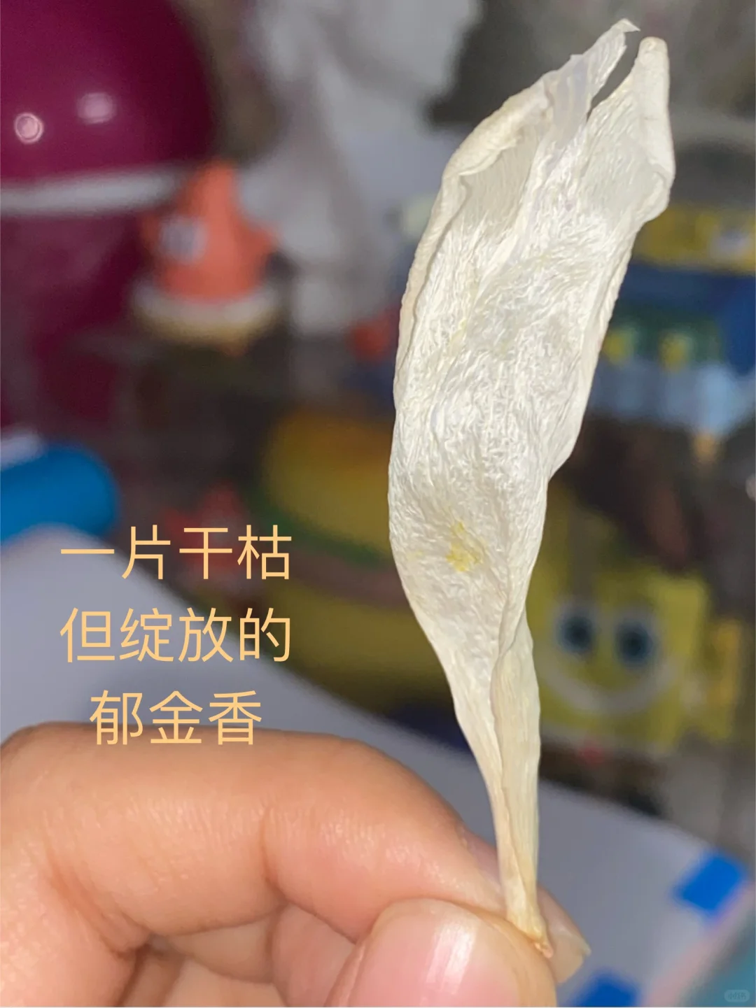 当亲眼看到薄膜干涉时，世界都静止了