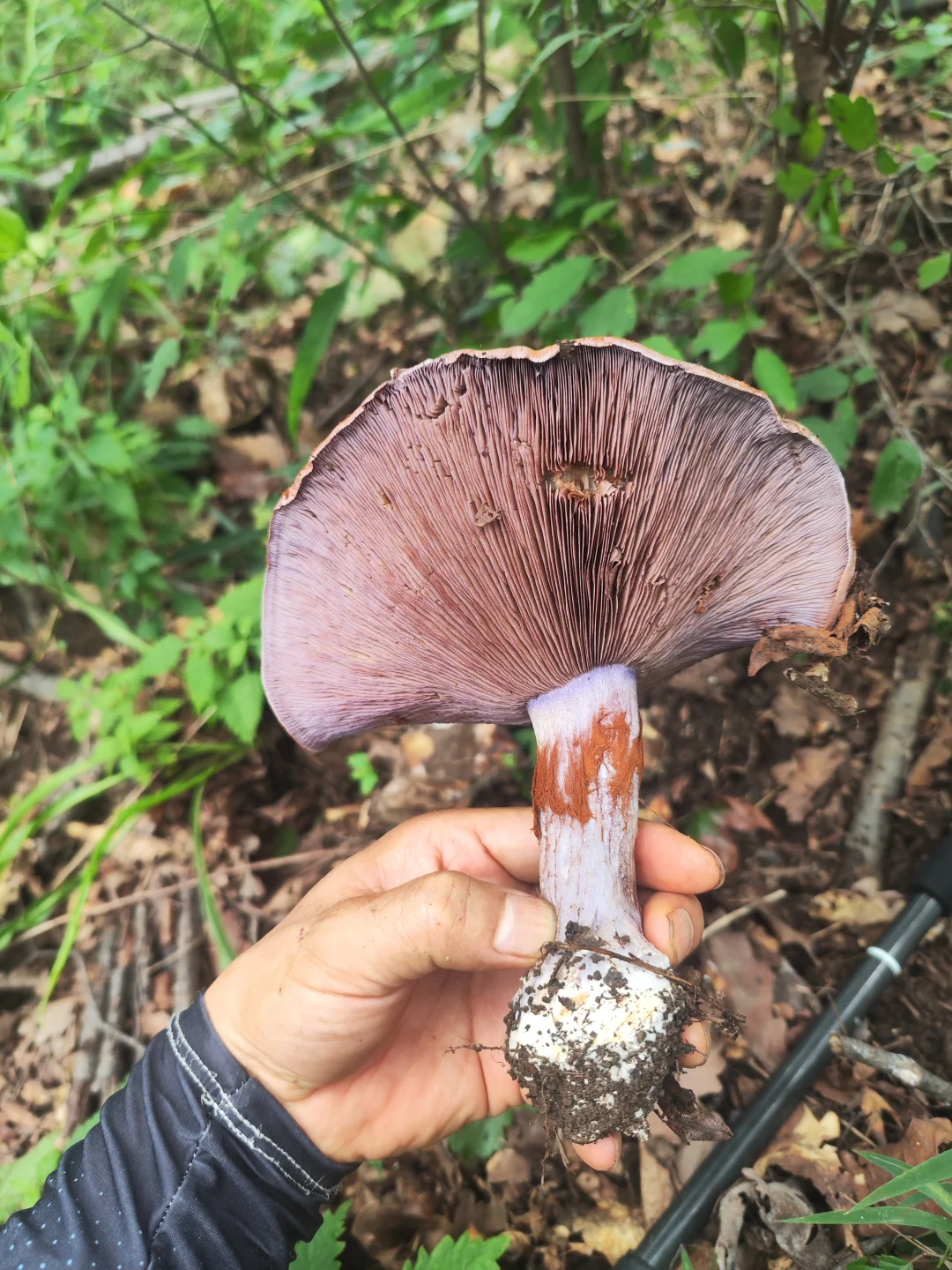 今日又解锁一种蘑菇-变色丝膜菌