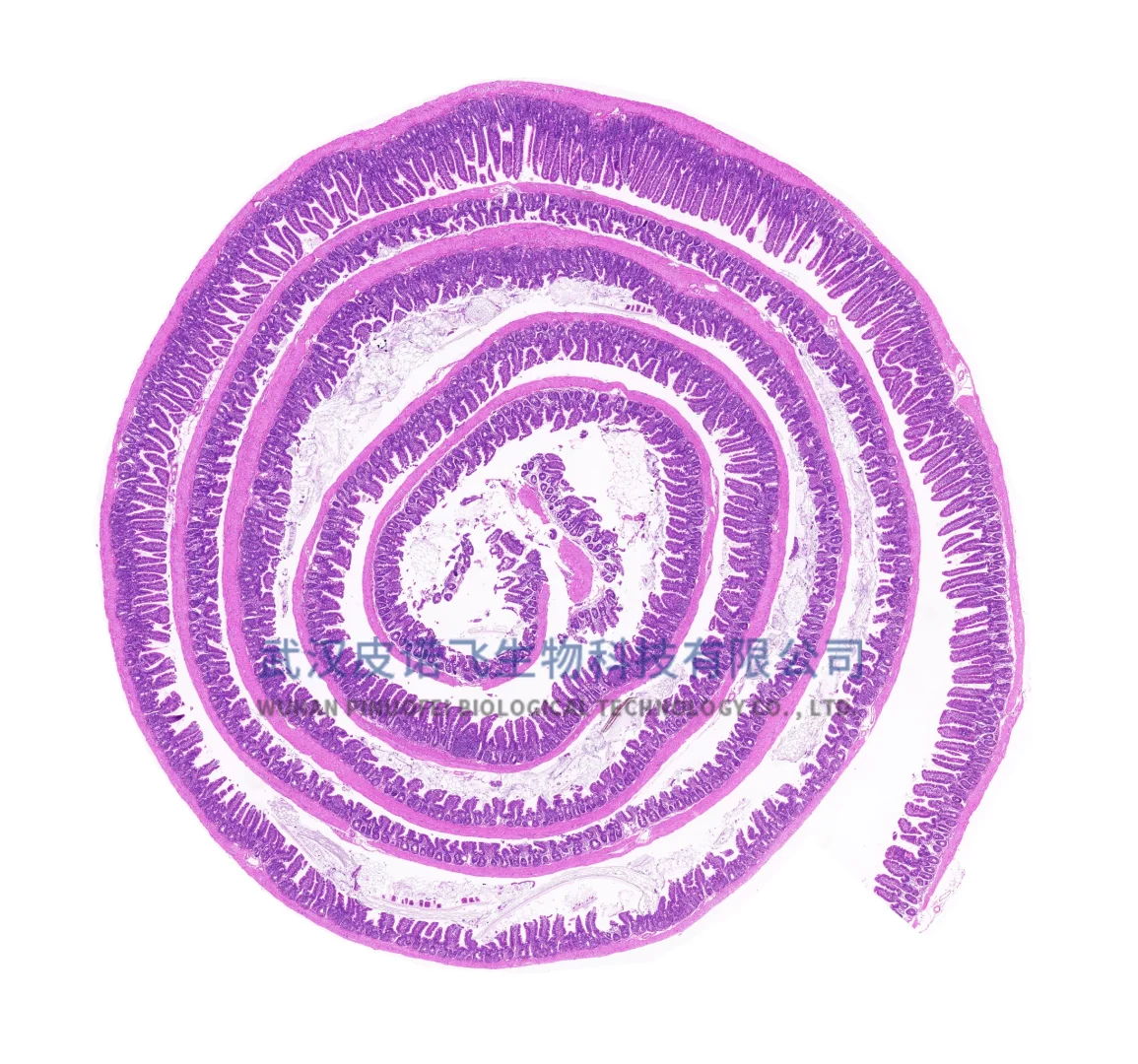 小鼠肠道#瑞士卷肠制作+肠道常见染色效果图