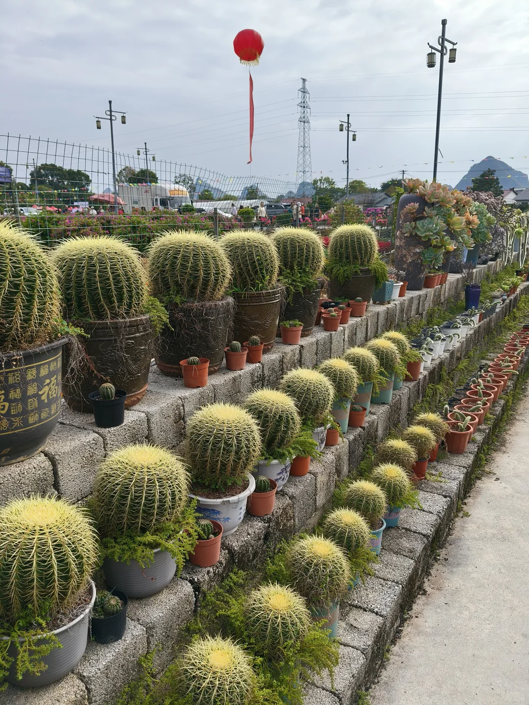 桂花公社花卉展，桂花香