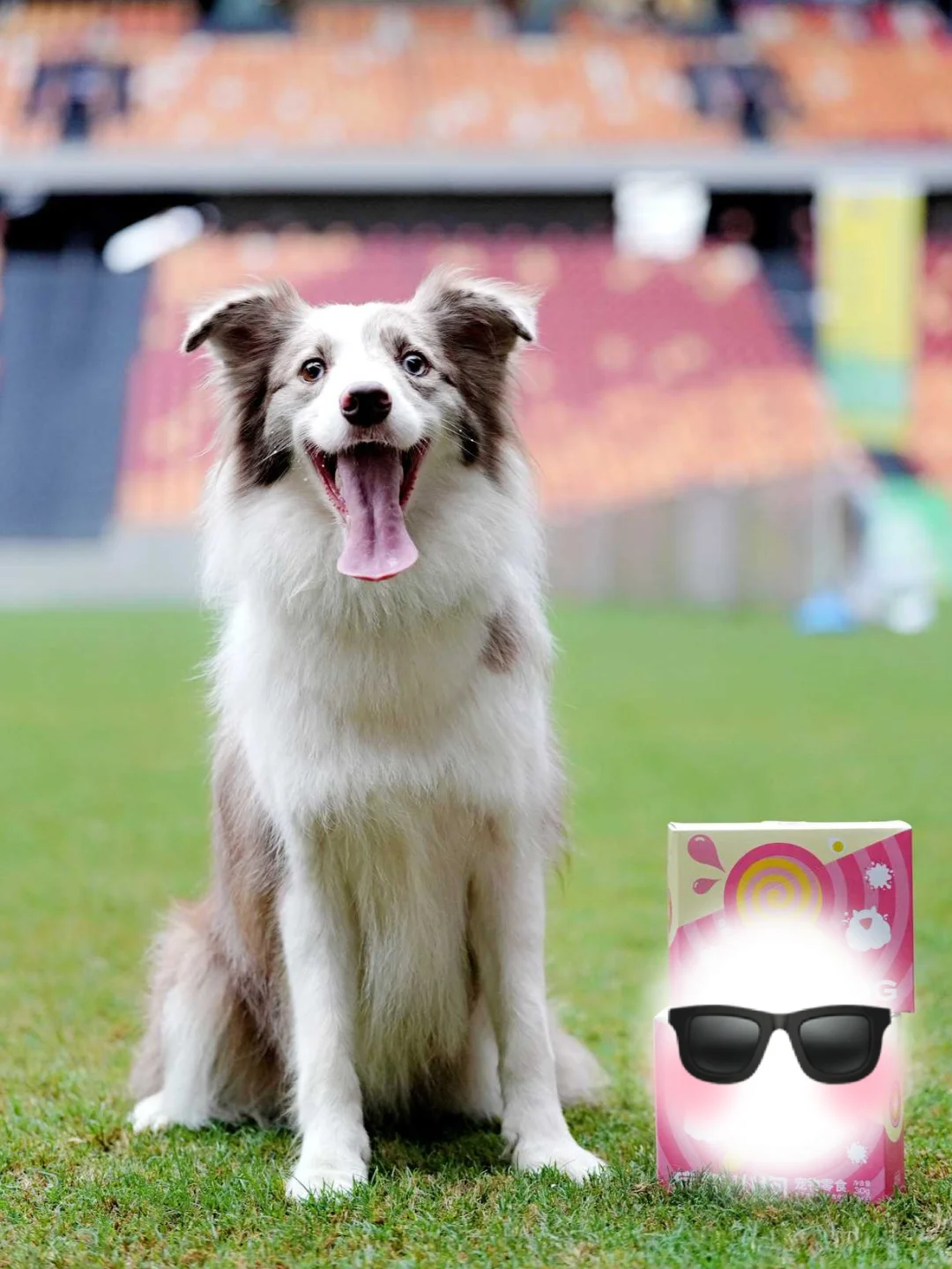 川南宠博会！泸州！太多可爱的毛孩子啦