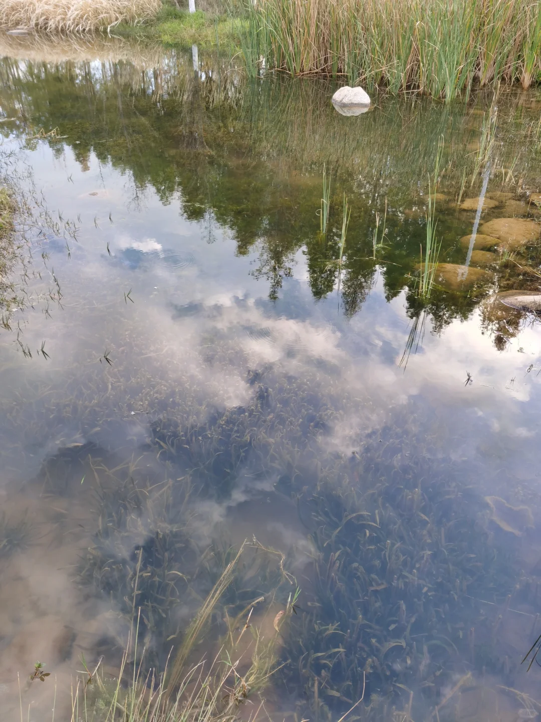 沉水植物修复水生态的重要性