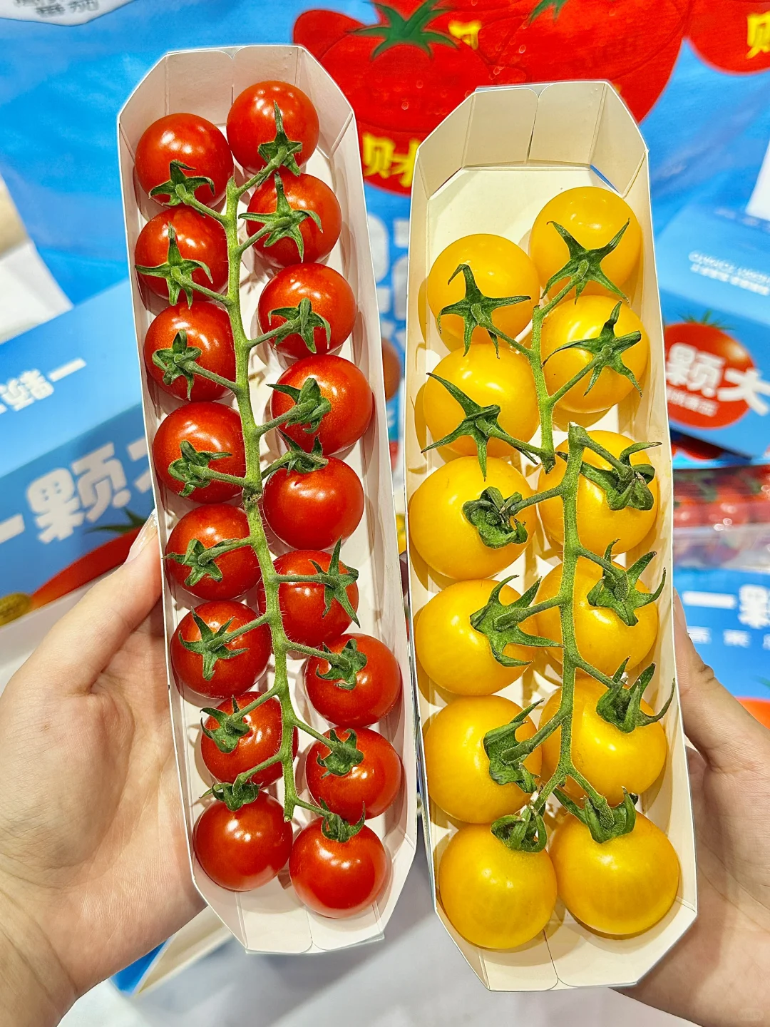 重生之我在上海展览吃到了人生番茄?!