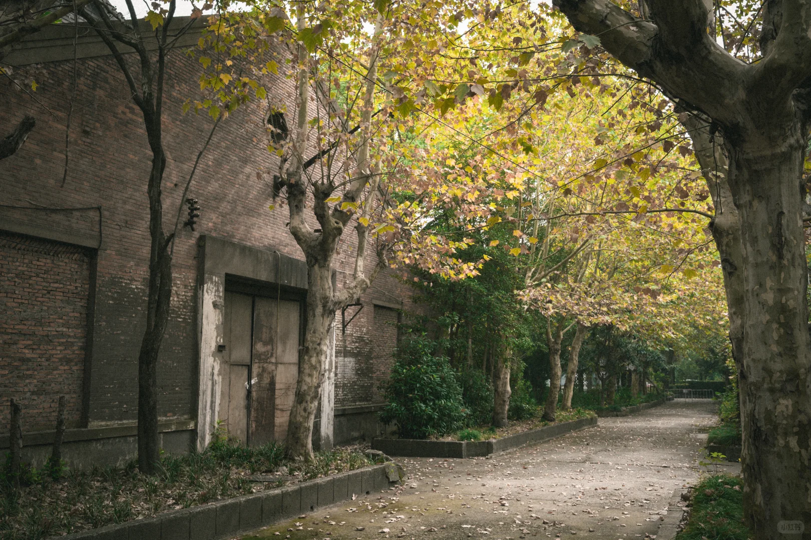 残骸与新生，大自然改造了废弃工厂