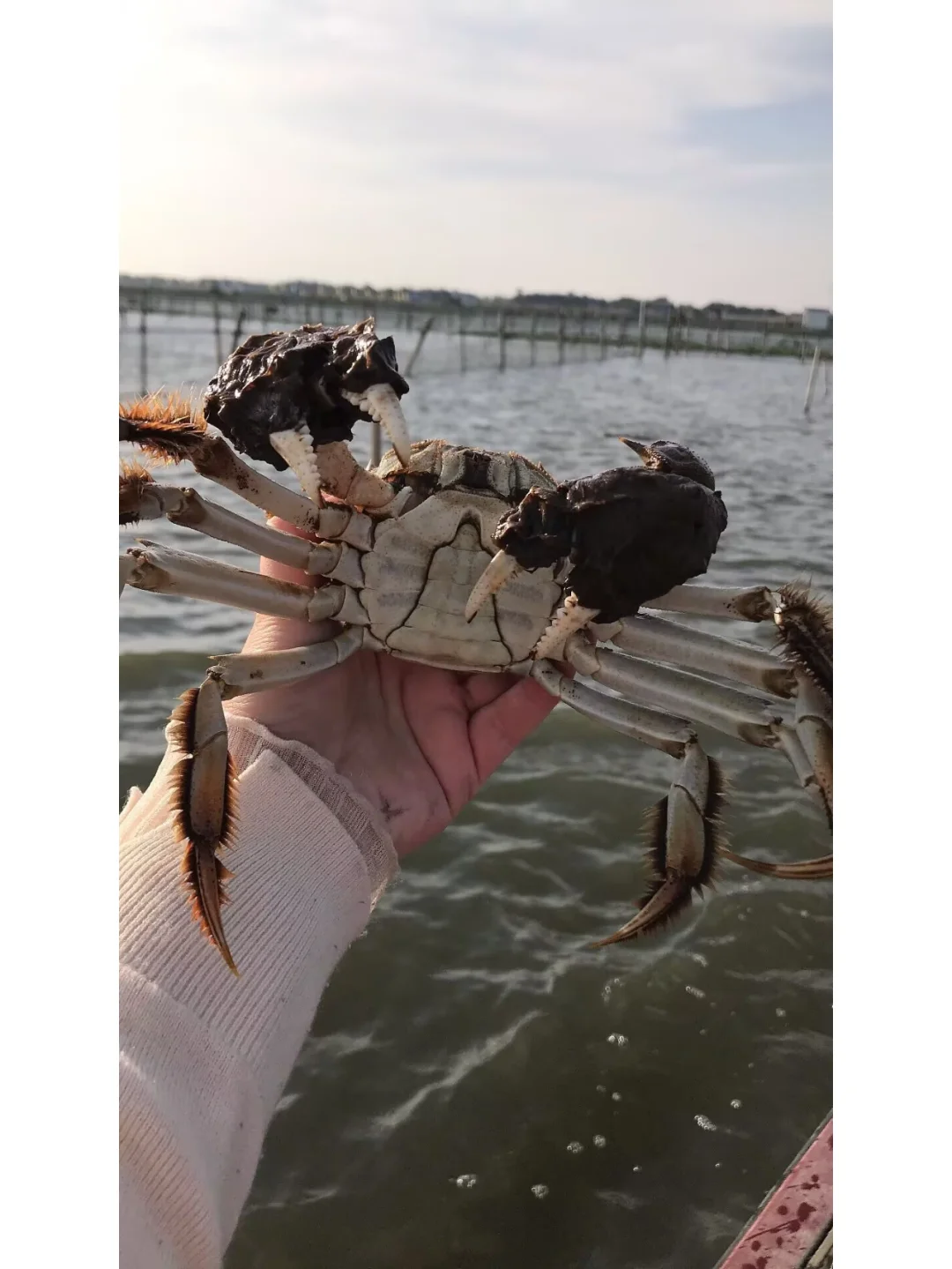 我们家大闸蟹都是自产自销