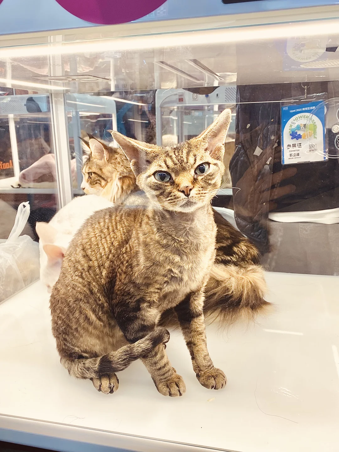 2025 UPet北京有宠生活展