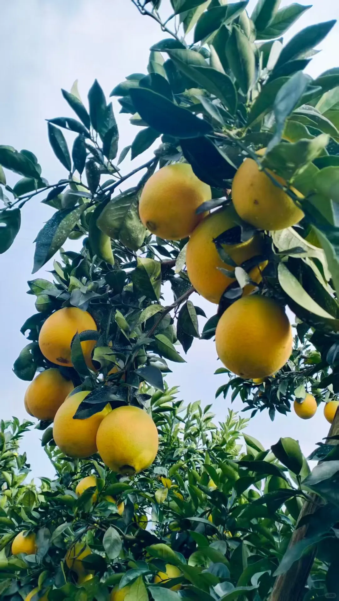 赣南脐橙：江西果冻橙驾到