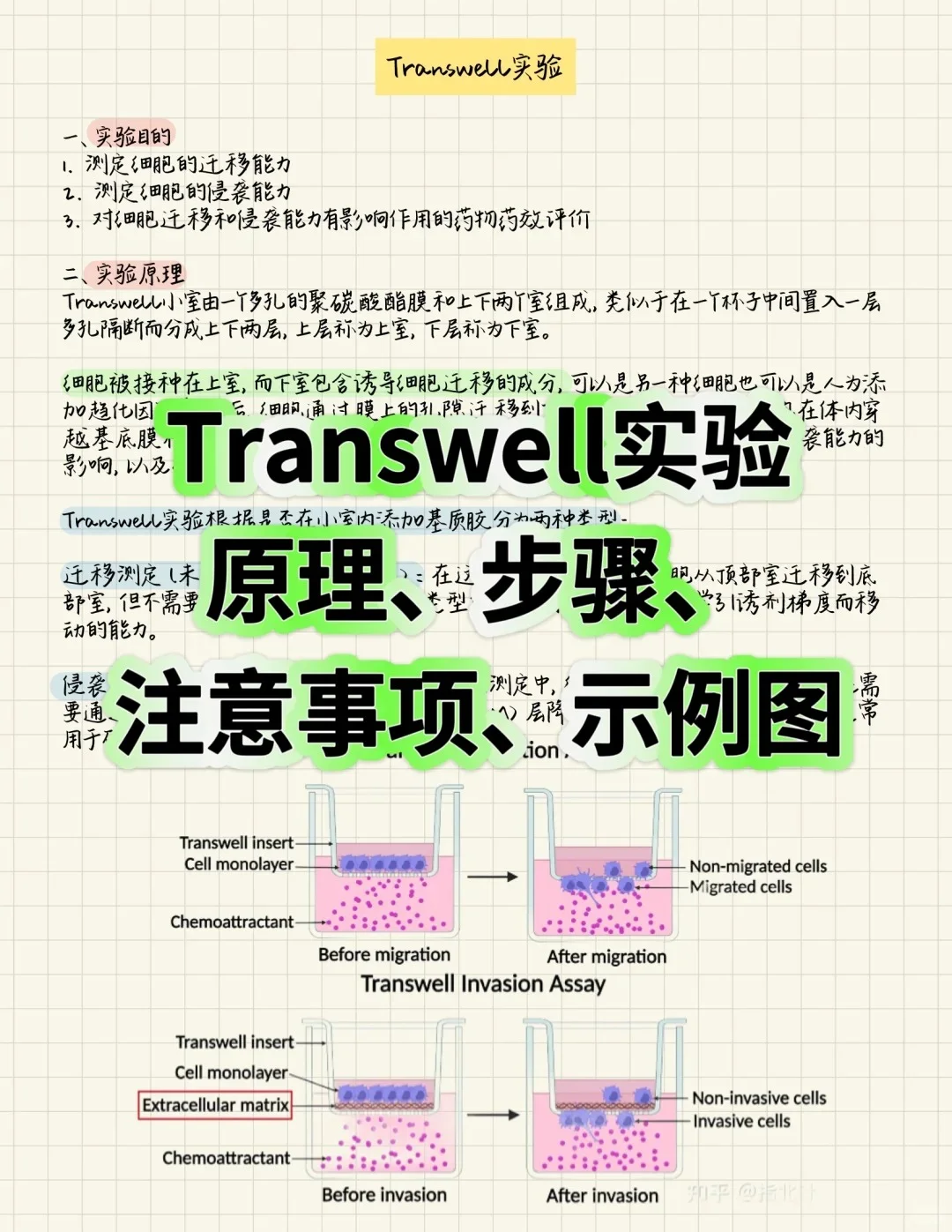 Transwell实验一次性通关!保姆级教程?
