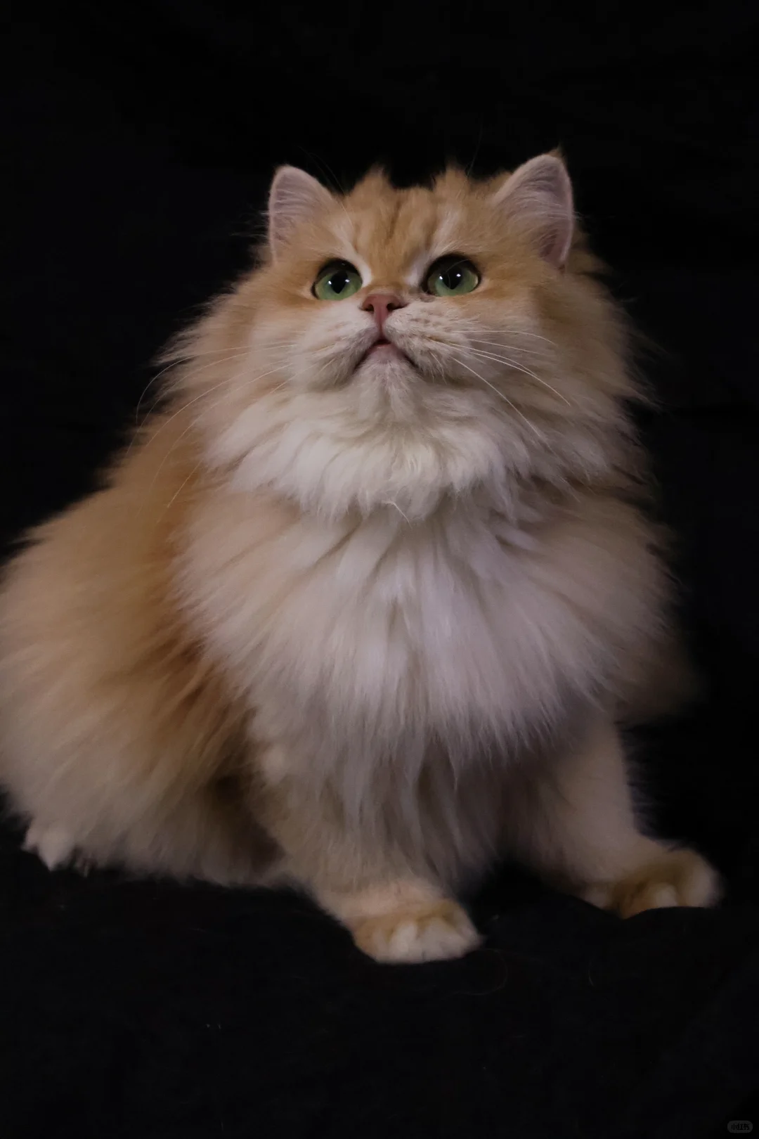 新母单麻双十二长毛金渐层