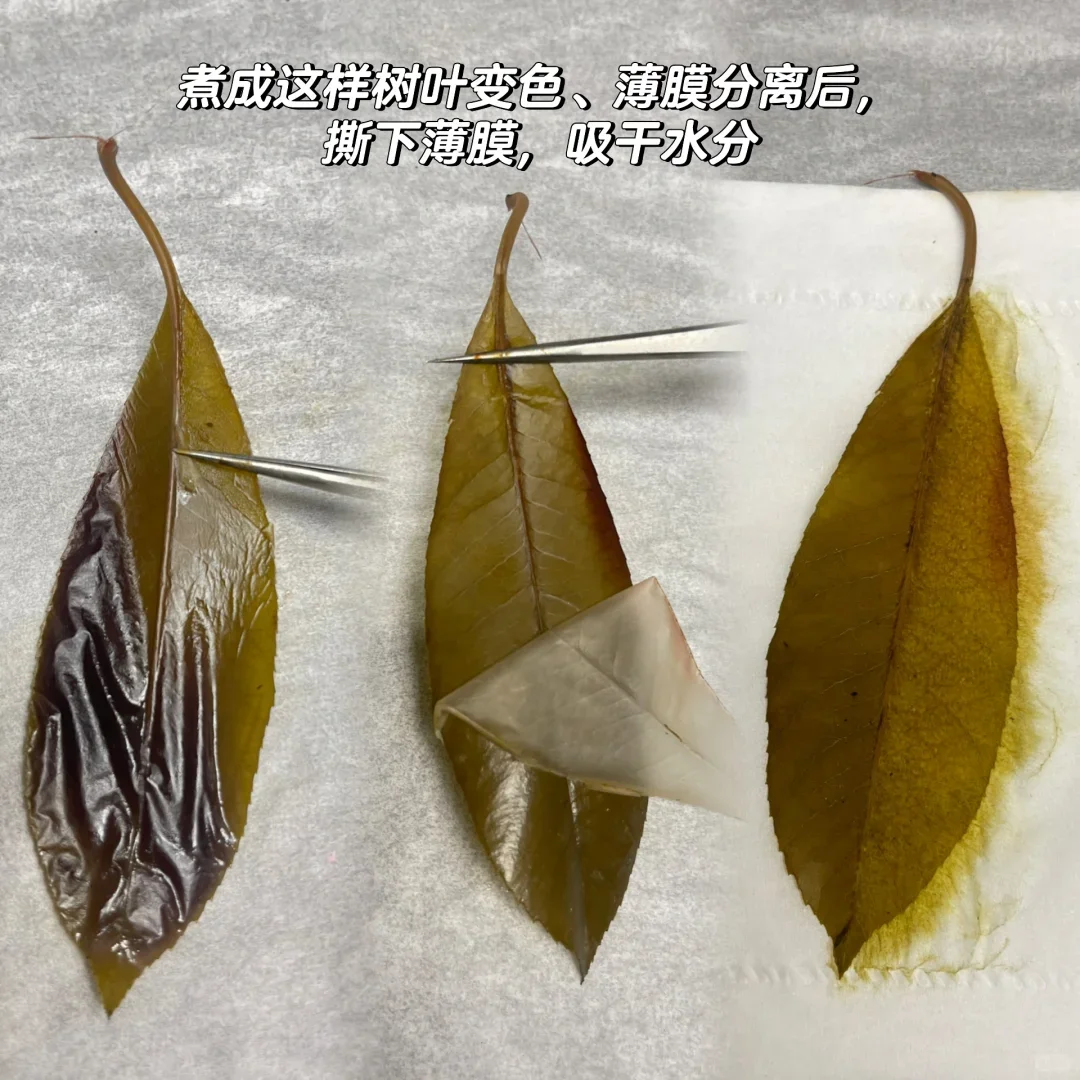 自然手工——零失败制作叶脉书签