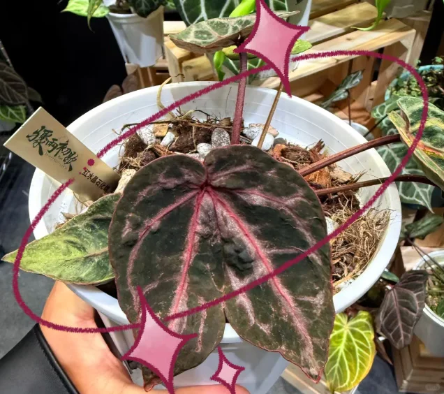 2025无锡热植物展攻略