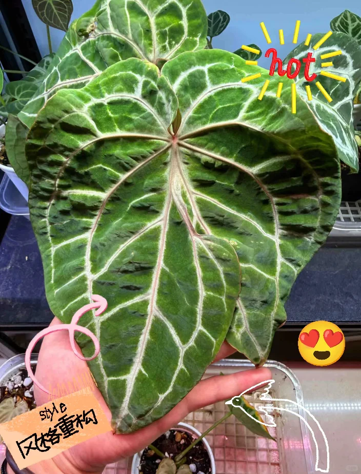 2025无锡热植物展攻略