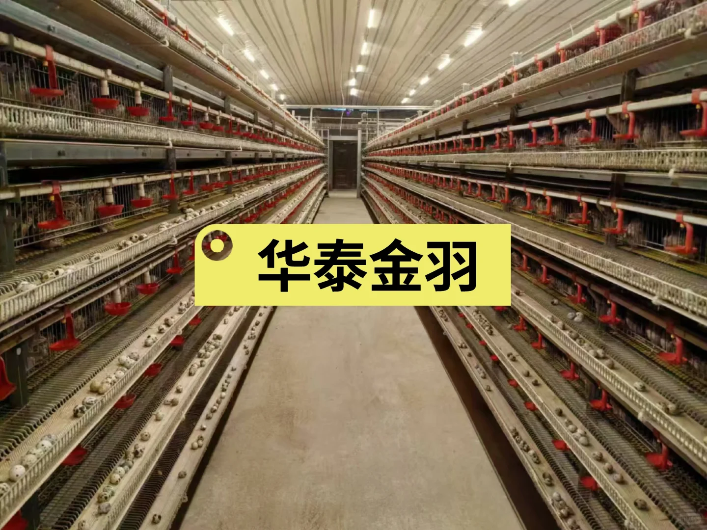 华泰金羽，打造世界一流鹌鹑养殖设备