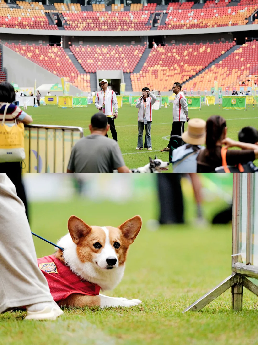 川南宠博会！泸州！太多可爱的毛孩子啦