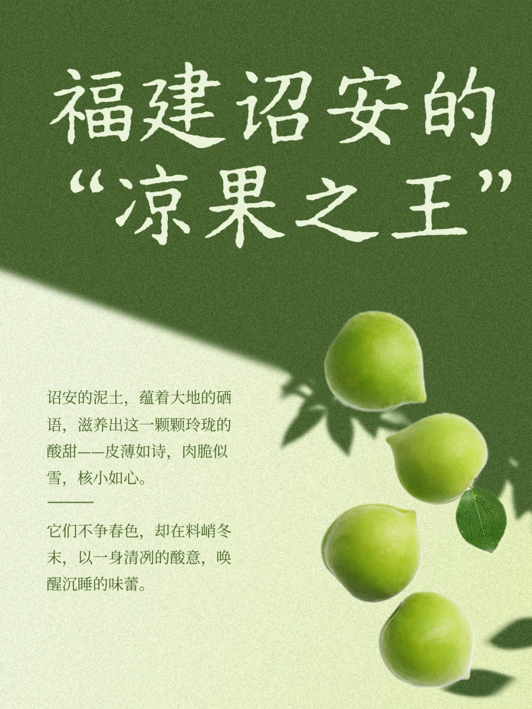 解码诏安“凉果之王”的天时地利人和?