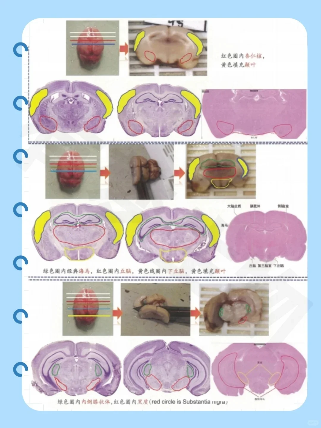 脑科学解剖指南｜三维切面解析
