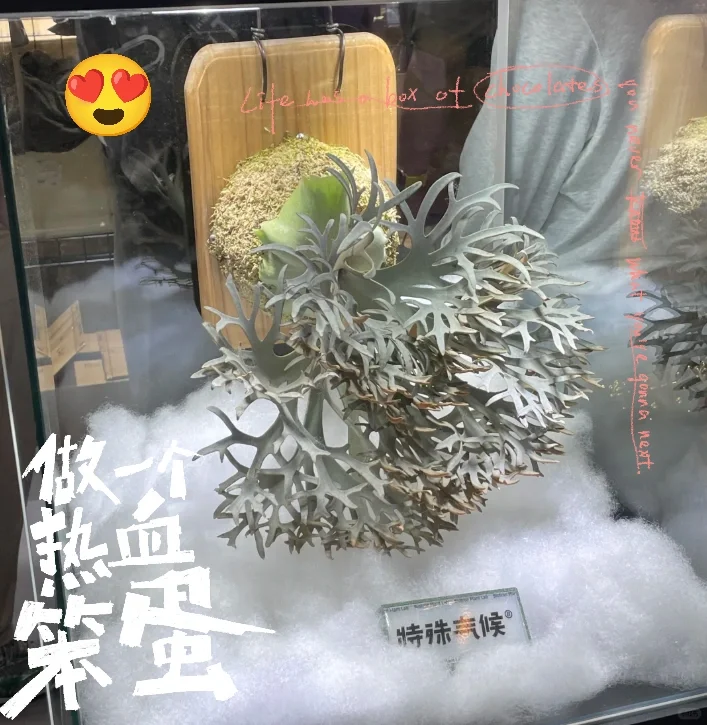 2025无锡热植物展攻略