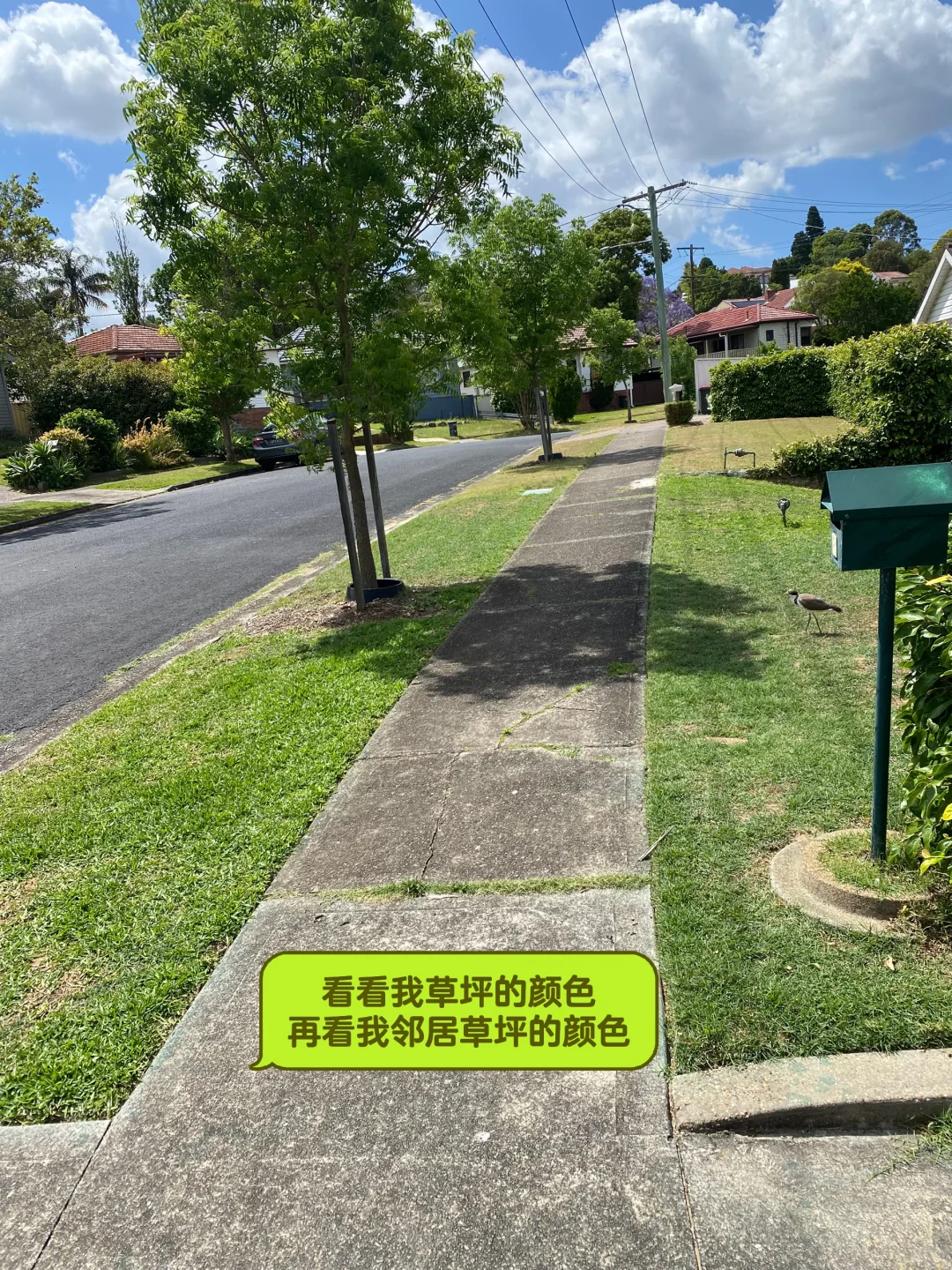 草坪修复与补给