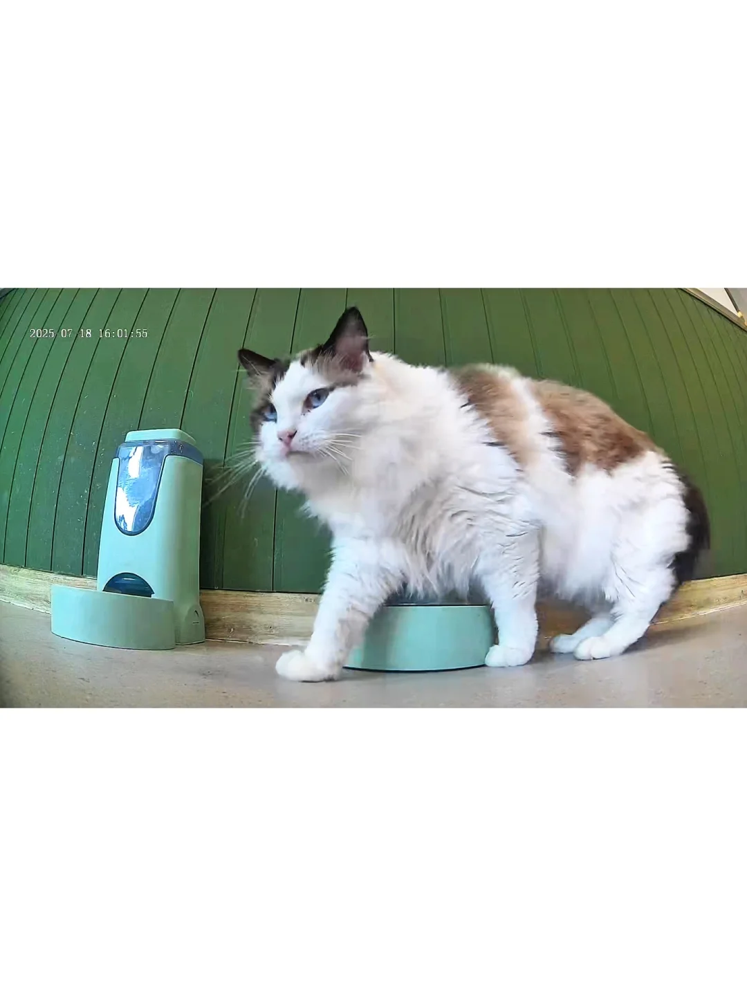 famue宠物移动监控，使用感受