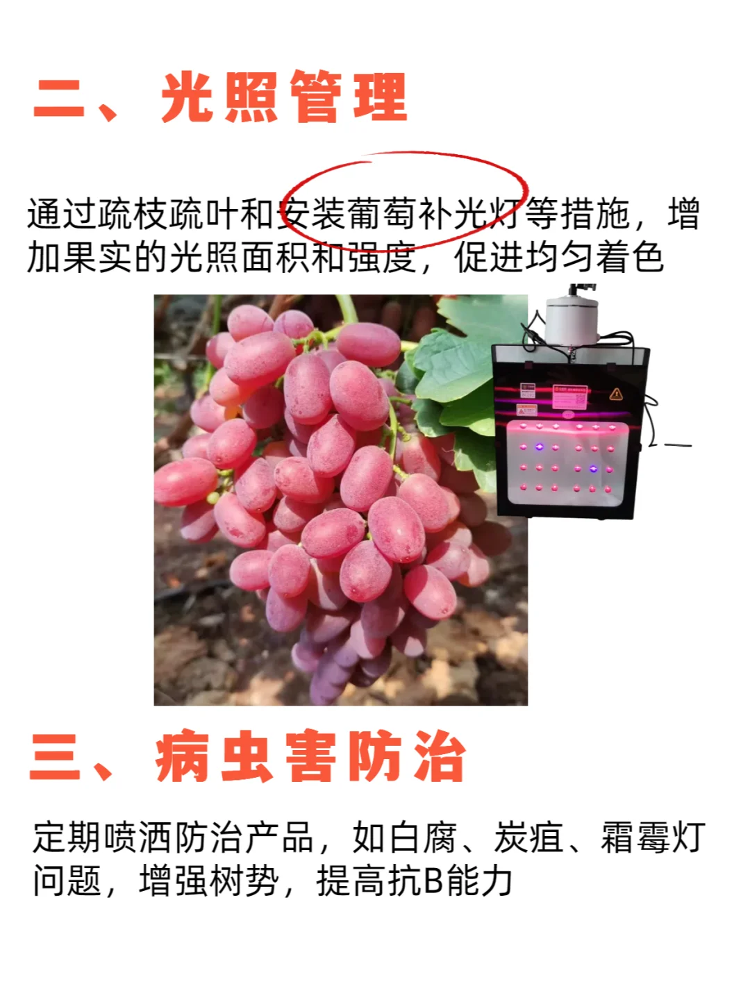 葡萄进入着色期应该注意什么