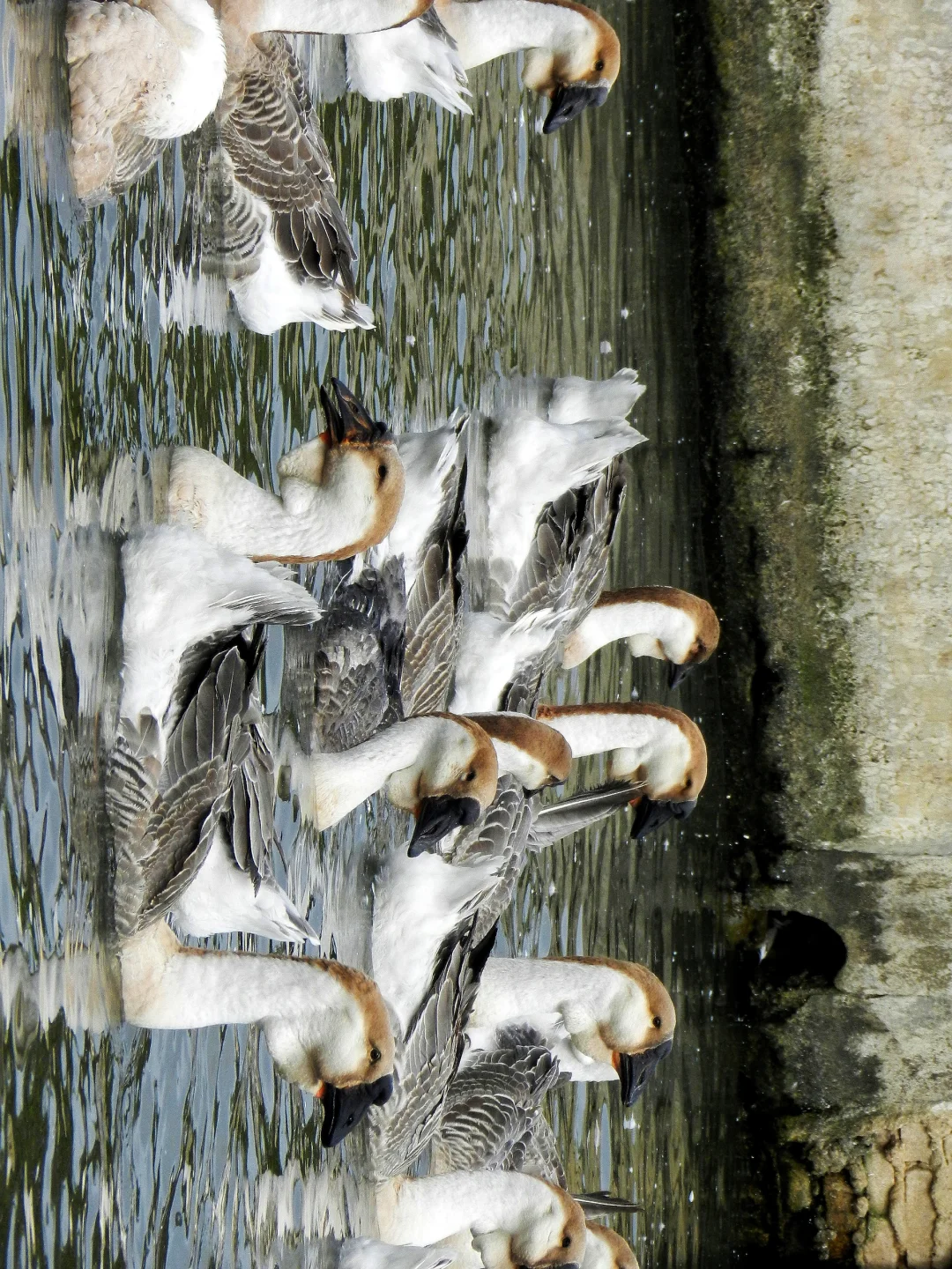 潜入澄海狮头鹅养殖场!