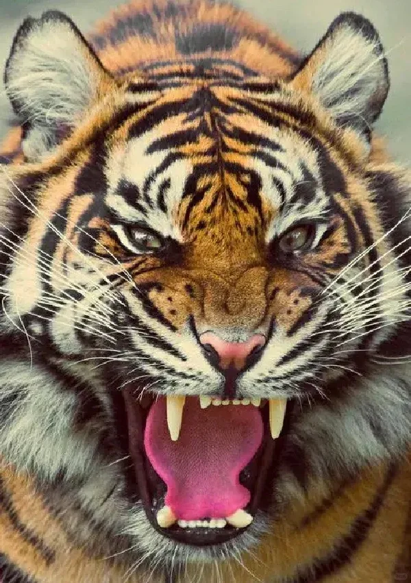 气虚气郁之人自我疗愈，多看虎虎吧