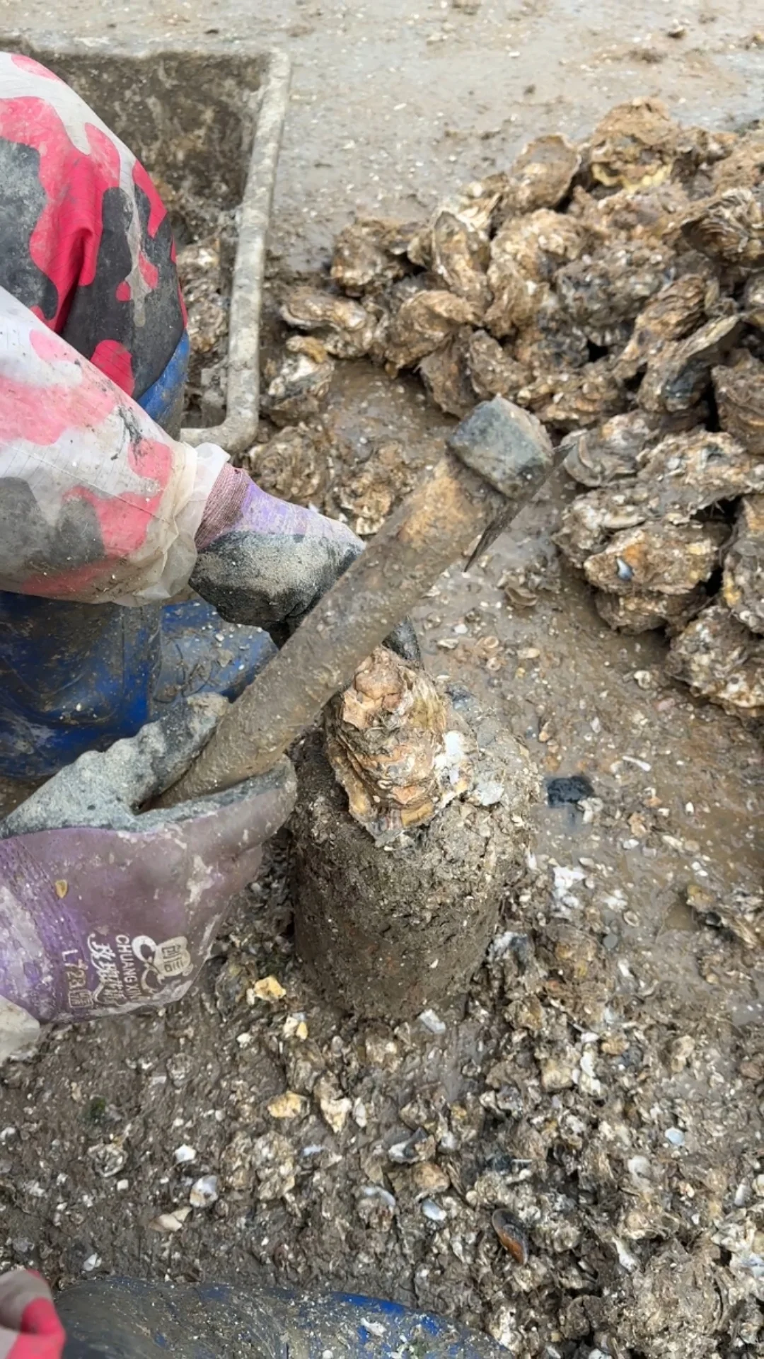 揭秘!古法养殖的生蚝上餐桌前的神秘之旅