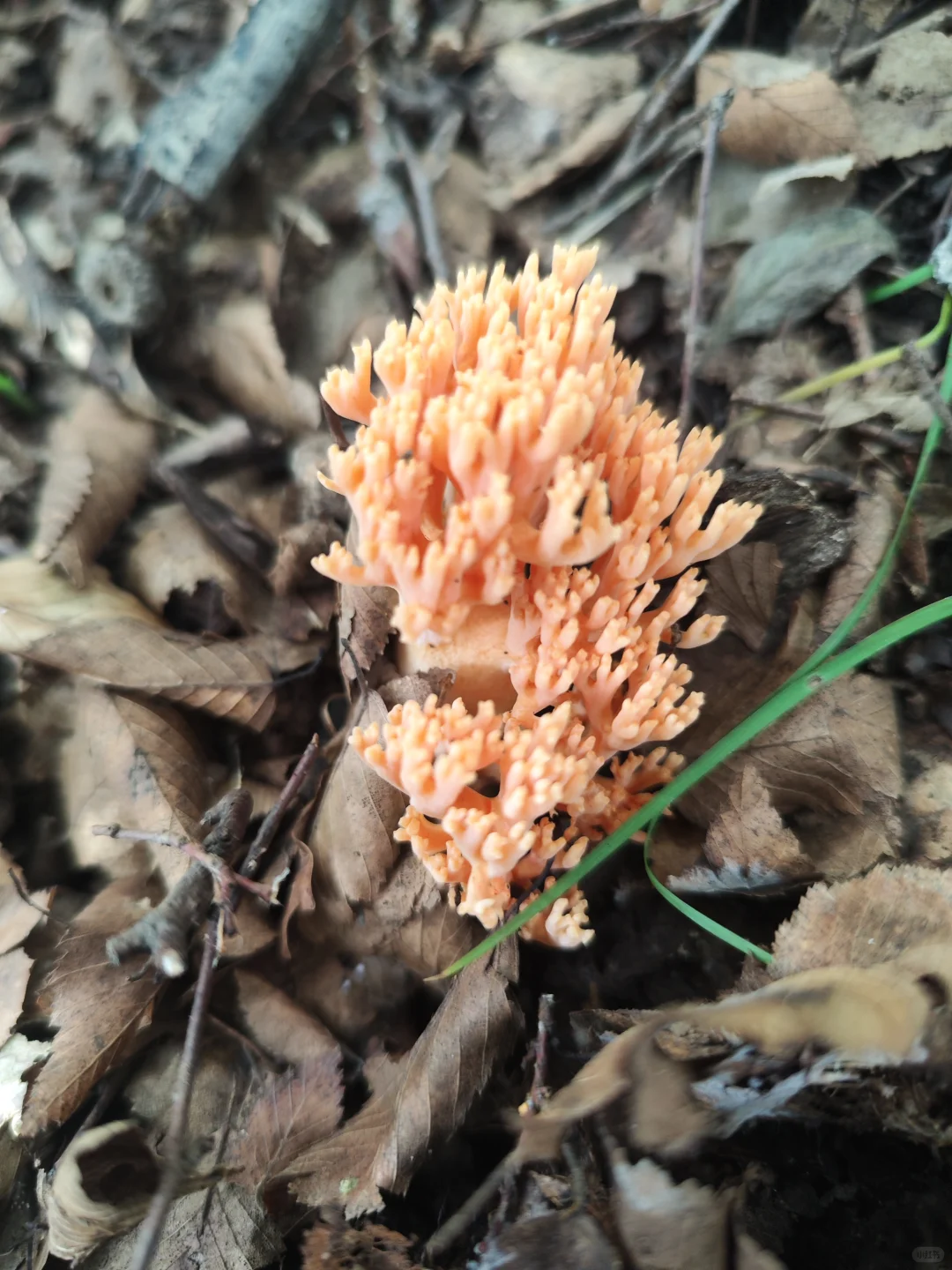 今日又解锁一种蘑菇-变色丝膜菌