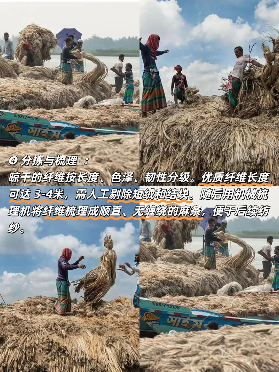 黄麻“变形记”|黄麻从收割到成品的全流程揭