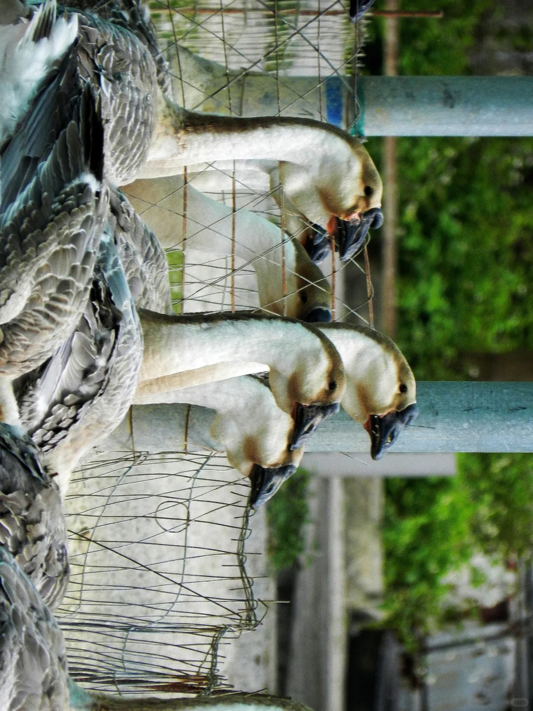 潜入澄海狮头鹅养殖场!