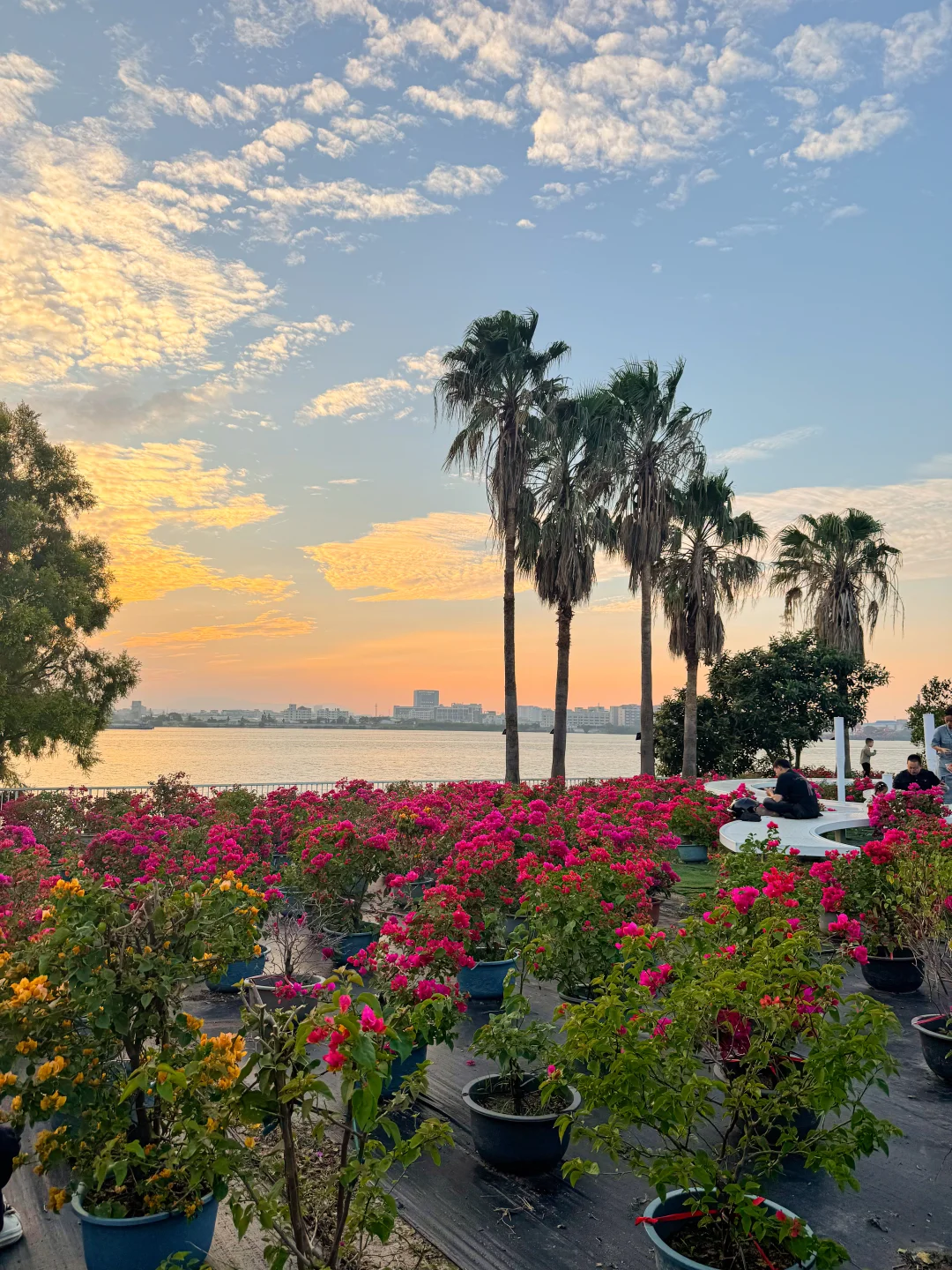 秋日氛围感天花板?西江花洲拍照+蝴蝶兰展