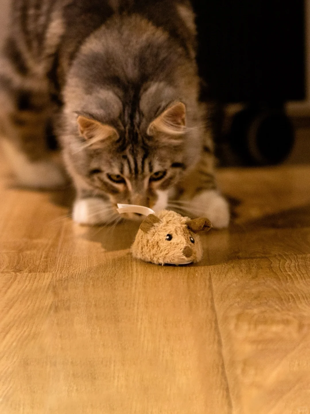 永动版猫和老鼠｜已瞄准目标?捕鼠能手上线！