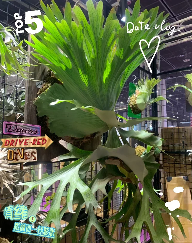 2025无锡热植物展攻略