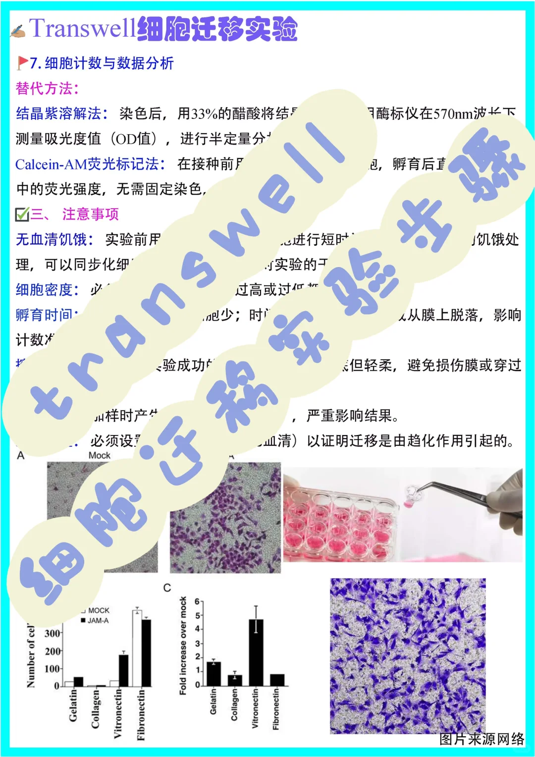 木南笔记?｜Transwell细胞迁移实验