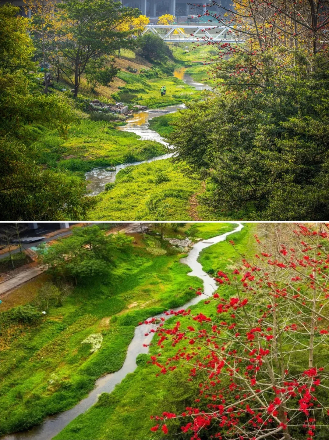 从劣五类水到幸福之河！广州黄埔南岗河更新