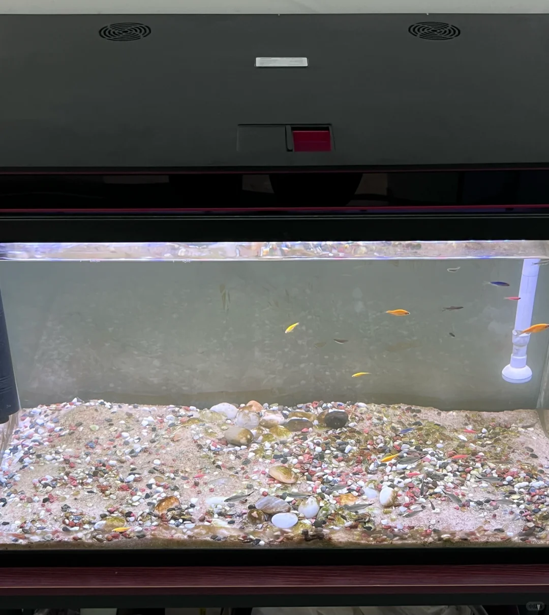 10天的努力绿水缸终于变清澈了