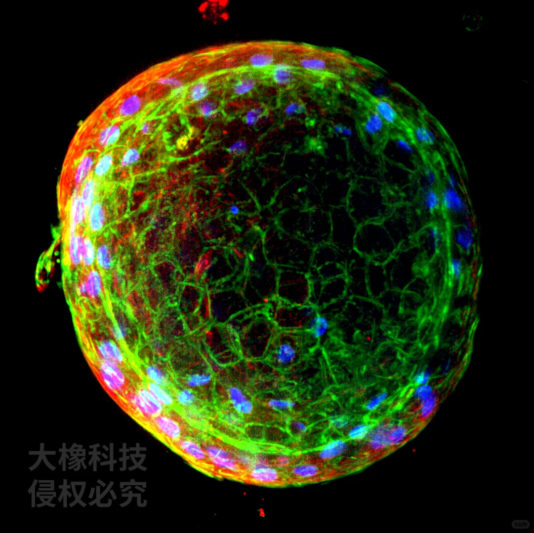 干货分享｜肝类器官免疫荧光染色注意事项
