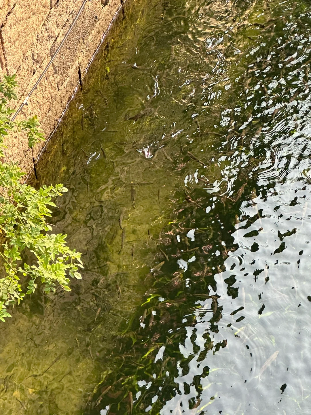 live｜无滤镜江南果冻河，有“科技”也有狠活！